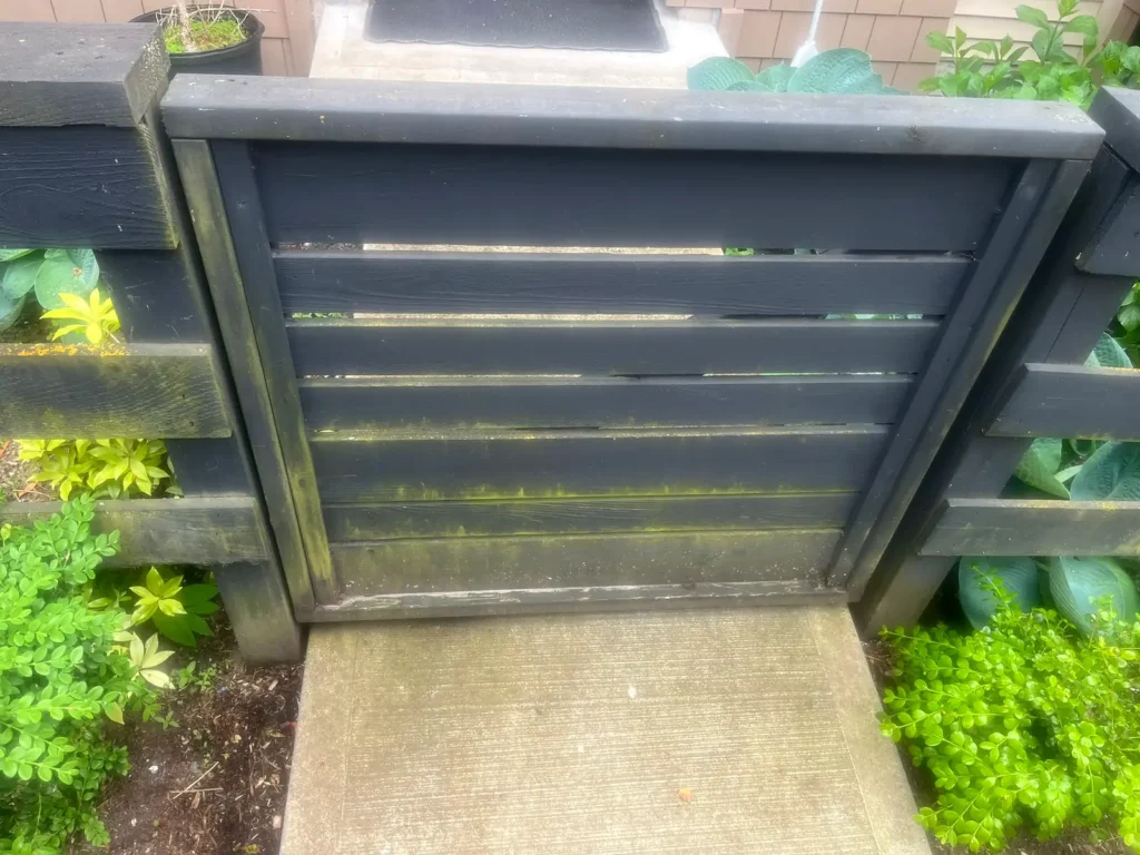 Before: dark wooden gate with green algae and a mossy concrete path